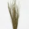 Afloral Preserved Green Wild Grass - 45-55"