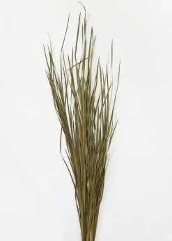 Afloral Preserved Green Wild Grass - 45-55"