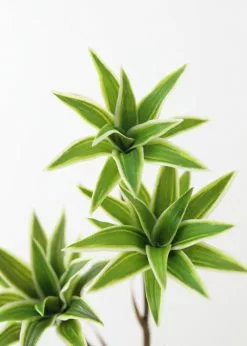 Afloral Variegated Fake Dracaena Succulent - 30