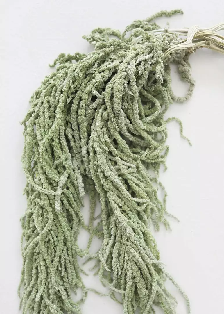 Afloral Green Preserved Amaranthus Hanging Flowers - 32-40" Dried Flowers