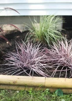 Afloral Indoor/Outdoor Grass Bush In Eggplant - 19