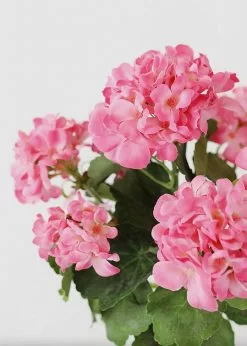 Afloral Pink UV Protected Indoor/Outdoor Geranium Bush - 18