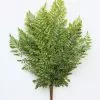 Afloral Fake Lace Fern UV Protected Real Touch Plant - 19"