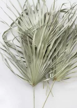 Afloral Bundle Of 5 Large Natural Fan Palms - 26-30