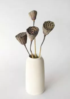 Afloral Bundle Of 2 Dried Lotus Pods - 25-28