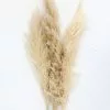 Afloral Bundle Of 3 Dried Natural Pampas Grass - 40-48"