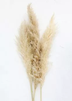 Afloral Bundle Of 3 Dried Natural Pampas Grass - 40-48"