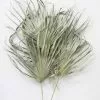 Afloral Bundle Of 5 Large Natural Fan Palms - 26-30" Dried Flowers