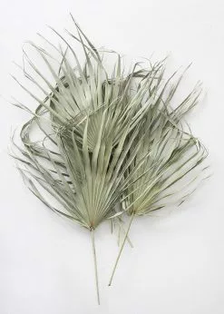Afloral Bundle Of 5 Large Natural Fan Palms - 26-30" Dried Flowers