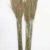 Afloral Bundle Of 2 Preserved Plume Reed Grass - 34-38"