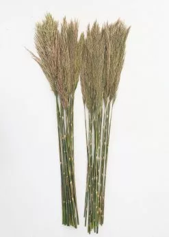 Afloral Bundle Of 2 Preserved Plume Reed Grass - 34-38"