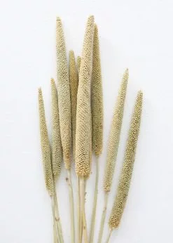 Afloral Dried Pearl Millet Grass - 24-28