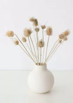 Afloral Bundle Of 10 Dried Chardon Thistles - 18-24"