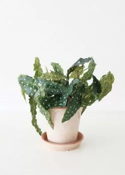 Afloral Artificial Plants Artificial Angel Wing Begonia Leaf Plant - 12