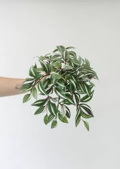 Afloral Artificial Plants Small Variegated Wandering Jew Plant - 12