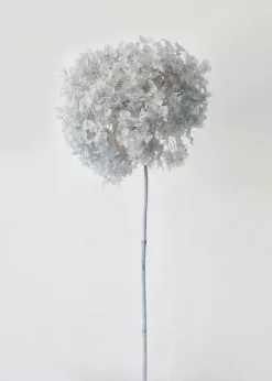 Afloral Dried Flowers Light Blue Preserved Full Bloomed Hydrangea - 22-24"