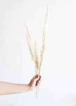 Afloral Bundle Of 6 Smooth Tan Pampas Grass - 25-30"