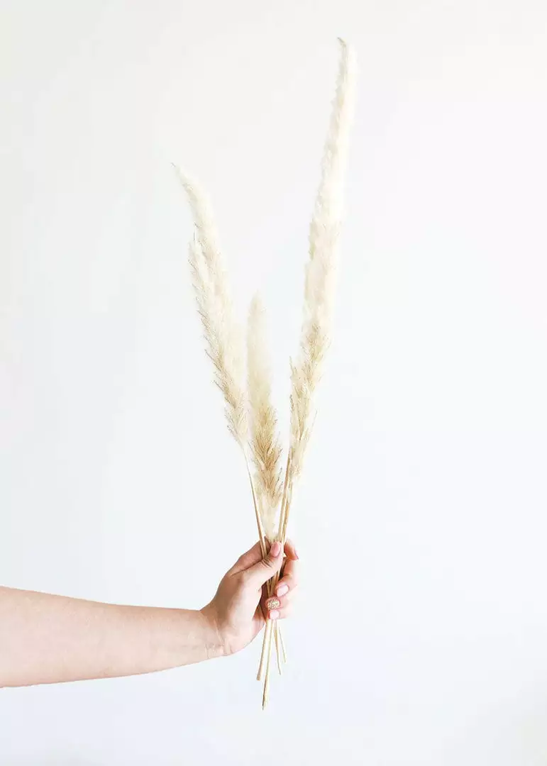 Afloral Bundle Of 6 Smooth Tan Pampas Grass - 25-30"