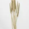 Afloral Dried Pearl Millet Grass - 24-28"