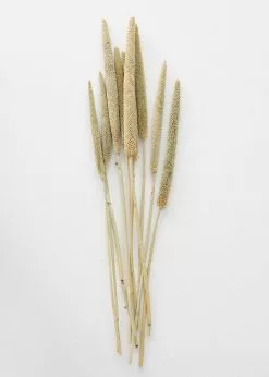 Afloral Dried Pearl Millet Grass - 24-28"