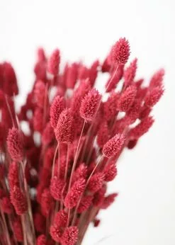 Afloral.com Dried Phalaris Grass In Berry - 20-28"