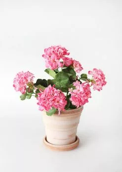 Afloral Pink UV Protected Indoor/Outdoor Geranium Bush - 18