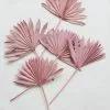 Afloral.com Bundle Of 5 Afloral Desert Pink Sun Palms - 18-24"