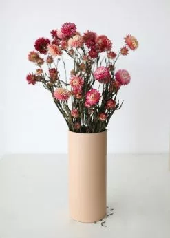 Afloral Dried Pink Helichrysum Everlasting Daisies - 15-22
