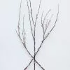 Afloral Preserved Pink Pussy Willow Branches - 20-28"