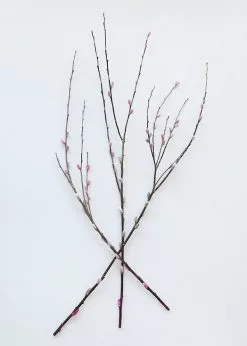 Afloral Preserved Pink Pussy Willow Branches - 20-28"