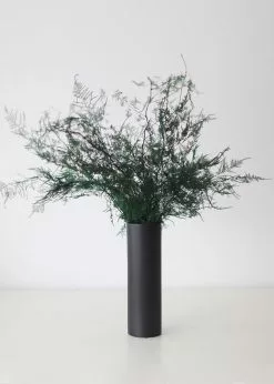 Afloral Dried Flowers Preserved Greenery Asparagus Fern - 22-34