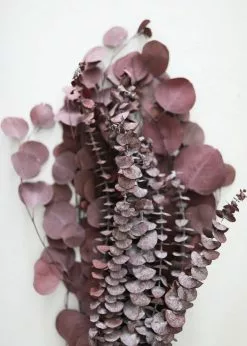 Afloral Burgundy Preserved Mixed Eucalyptus Bundle - 22-32"