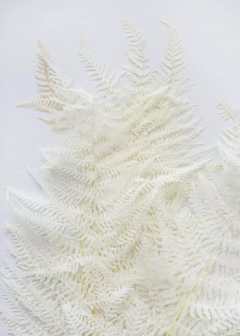 Afloral Dried Flowers Bundle Of 10 Bleached Preserved Ferns - 16-20"