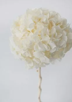 Afloral Large Petal Preserved Hydrangea In Cream - 22-24"