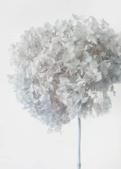 Afloral Dried Flowers Light Blue Preserved Full Bloomed Hydrangea - 22-24"