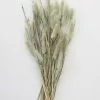 Afloral Natural Green Dried Bunny Tails - 6-16"