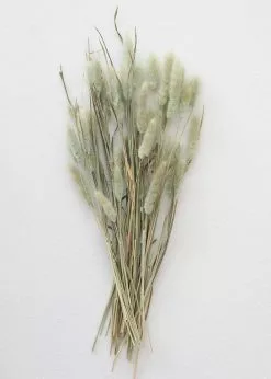 Afloral Natural Green Dried Bunny Tails - 6-16"