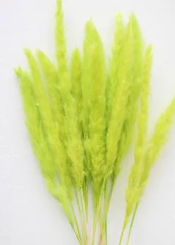 Afloral Chartreuse Dried Pampas Grass - 25-28"