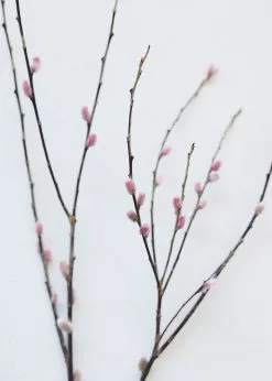Afloral Preserved Pink Pussy Willow Branches - 20-28