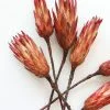 Afloral Bundle Of 6 Red Dried Protea Repens - 7-12" Dried Flowers