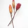 Afloral Bundle Of 3 Dried Protea Repens - 13-15"