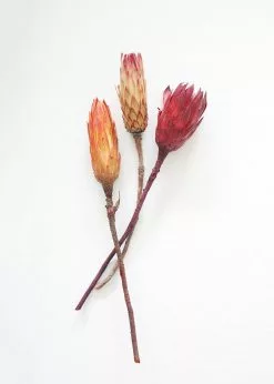 Afloral Bundle Of 3 Dried Protea Repens - 13-15"
