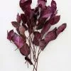 Afloral Dried Flowers Purple Preserved Salal Leaves - 12-20"