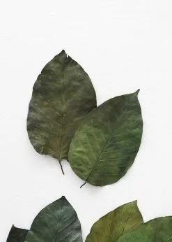 Afloral Box Of 50 Preserved Salal Leaves - 6-10" Dried Flowers
