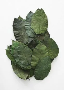 Afloral Box Of 50 Preserved Salal Leaves - 6-10" Dried Flowers
