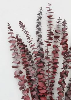 Afloral Cayenne Red Preserved Spiral Eucalyptus - 19-24" Dried Flowers