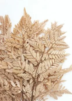 Afloral Bundle Of 10 Preserved Taupe Flat Ferns - 16-20