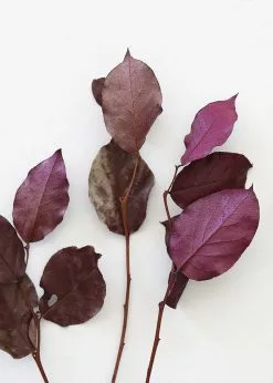 Afloral Dried Flowers Purple Preserved Salal Leaves - 12-20"
