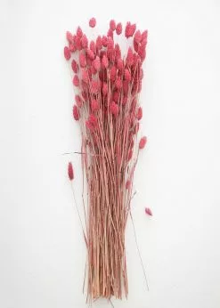 Afloral.com Dried Phalaris Grass In Berry - 20-28"