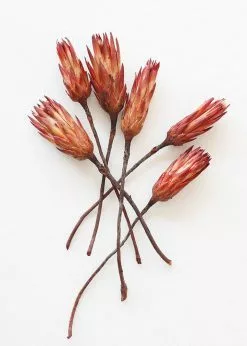 Afloral Bundle Of 6 Red Dried Protea Repens - 7-12" Dried Flowers